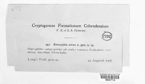 Sirocyphis nivea image